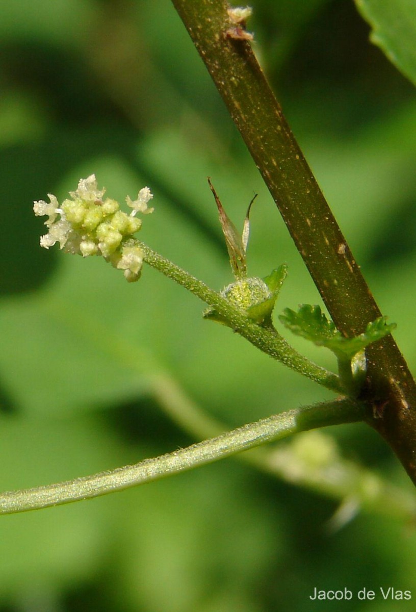 Acalypha fruticosa Forssk.